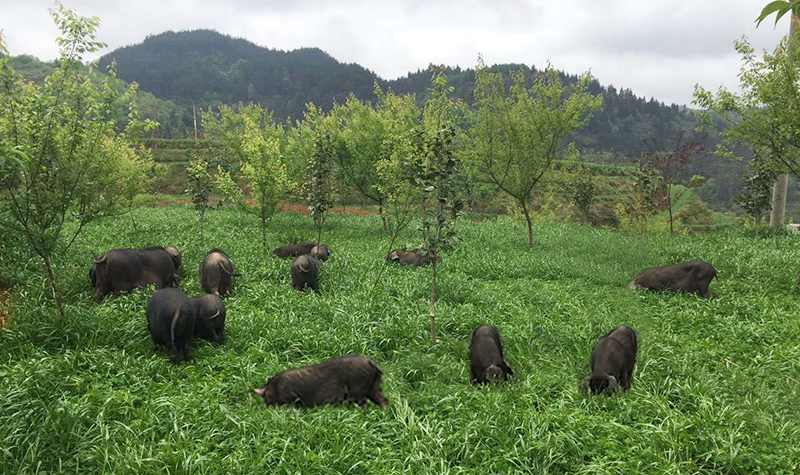 黑豬001.jpg 黑豬001.jpg